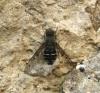Anthrax sticticus
